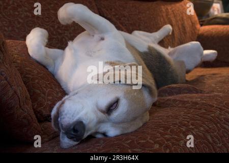 Chien domestique, Beagle, adulte âgé, dormant sur un canapé, Angleterre, Royaume-Uni Banque D'Images