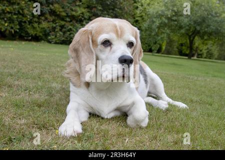 Chien domestique, Beagle, adulte âgé, reposant sur la pelouse, Angleterre, Royaume-Uni Banque D'Images