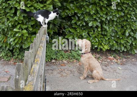 Chien domestique, Vizsla hongrois à poil dur, chiot femelle, chat domestique, debout sur une clôture, Angleterre, Royaume-Uni Banque D'Images