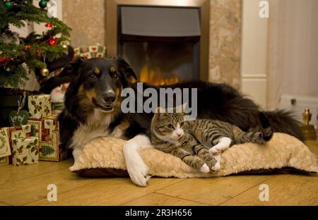 Chat domestique et bordure collie devant une cheminée, maquereau Banque D'Images