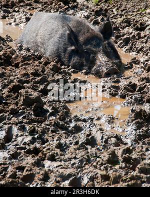 Le sanglier eurasien (sus scrofa) truie, en boue sur la ferme, Chipping, Lancashire, Angleterre, Royaume-Uni Banque D'Images