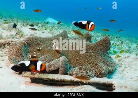 Clownfish de Saddleback (Amphiprion polymnus) et juvéniles, arnaque et tapis de mertens (Stichodactyla mertensii), prairie d'herbes marines, Sulu Banque D'Images