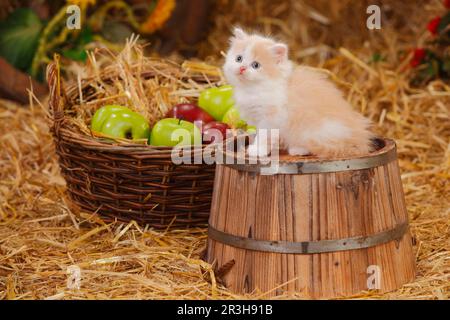 British Longhair, chaton, blanc crème, 6 semaines Banque D'Images