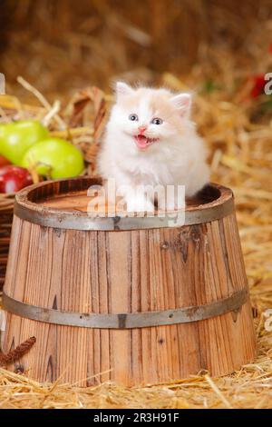 British Longhair, chaton, blanc crème, 6 semaines Banque D'Images