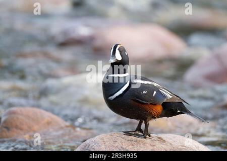 Canard arlequin (Histrionicus histrionicus), homme, rivière Ste-Anne, parc national de la Gaspésie, province de Québec, Canada Banque D'Images