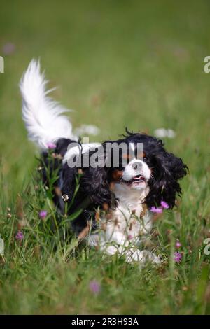 Cavalier King Charles Spaniel, homme, tricolore Banque D'Images