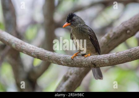 Bulbul des Seychelles (Hypsipettes crassirostris), Seychelles Banque D'Images