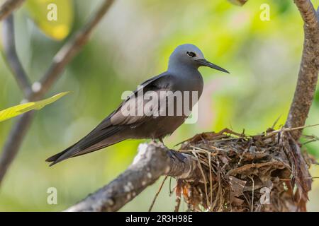 Sterne (Anous tenuirostris), île aux oiseaux, Seychelles Banque D'Images