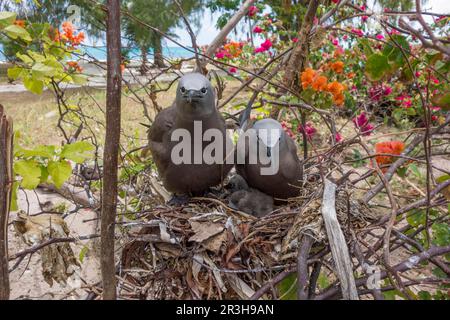 Noddy (Anous stolidus), île aux oiseaux, Seychelles Banque D'Images