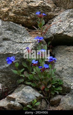 Plumbago chinois Banque D'Images