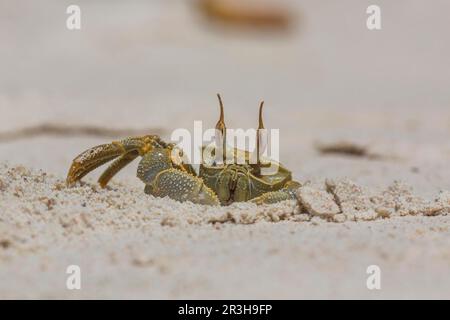 Crabe fantôme (Ocypode), île aux oiseaux, Seychelles Banque D'Images