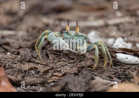 Crabe fantôme, cousin (Ocypode ryderi), Seychelles Banque D'Images