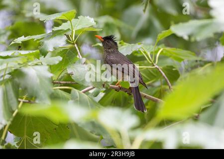 Bulbul des Seychelles (Hypsipettes crassirostris), Seychelles Banque D'Images