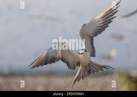 Sterne russe, Bir (Onychoprion fuscatus), Islande, Seychelles Banque D'Images