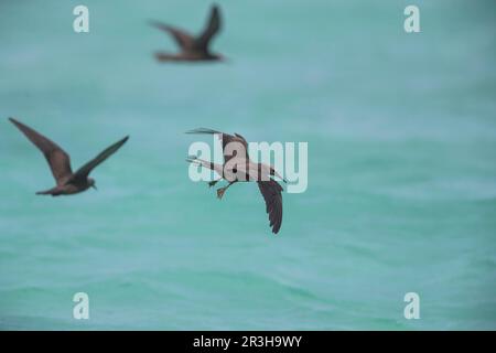 Noddy, île aux oiseaux (Anous stolidus), Seychelles Banque D'Images