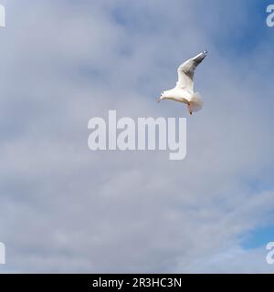 Gull à tête noire, Chericocephalus ridibundus dans le ciel de la mer Baltique polonaise Banque D'Images