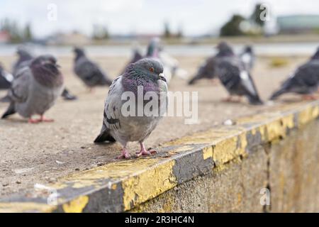 Pigeons de ville dans le port de Swinoujscie sur la côte Baltique en Pologne Banque D'Images