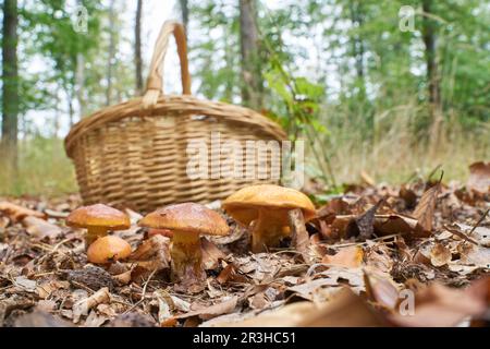 Bolete de Greville comestible, Suillus grevillei et un panier à ramasser en automne dans la forêt Banque D'Images