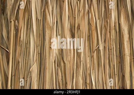 Huttes de plantes de Marsh Banque D'Images