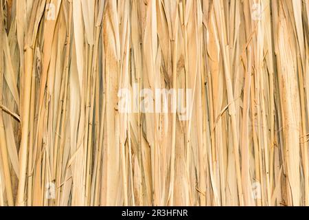 Huttes de plantes de Marsh Banque D'Images