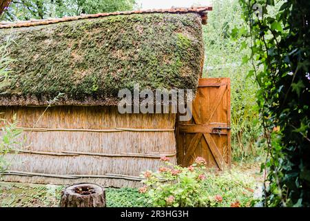 Huttes de plantes de Marsh Banque D'Images