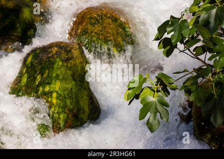 Cerrada de Elias, ruta del rio Borosa, Parque Natural sierras de Cazorla, Segura y Las Villas, Jaén, Andalousie, espagne. Banque D'Images