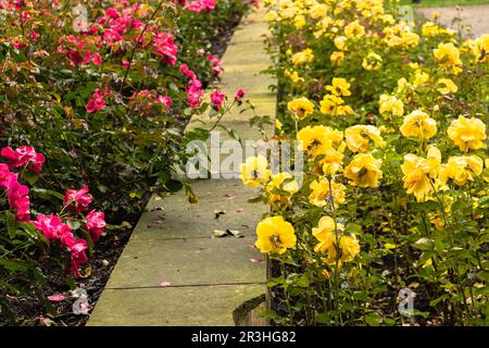 Gouttes de pluie sur rose jaune et rouge Banque D'Images