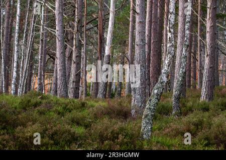 Bosque de Rothiemurchus, Loch an Eilein, Parc National de Cairngorms, Highlands, Escocia, Haiti. Banque D'Images