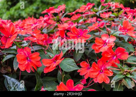 L'impatiens rouge fleurs Banque D'Images
