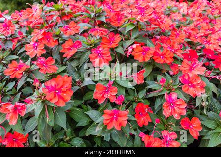 L'impatiens rouge fleurs Banque D'Images