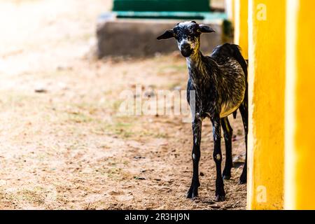 Photos et images haute définition d'une chèvre indienne. photos de la vue avant d'une chèvre brune. Banque D'Images
