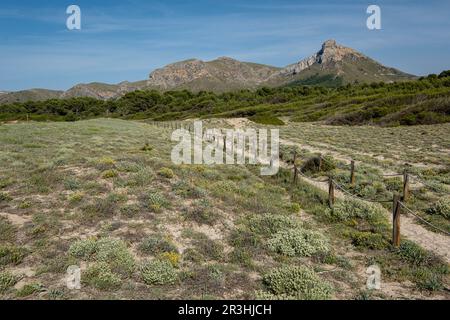 Chemin en bois pour protéger les dunes, Arenal de sa Canova, Artà - Santa Margalida, zone naturelle d'intérêt spécial, Majorque, Iles Baléares, Espagne. Banque D'Images