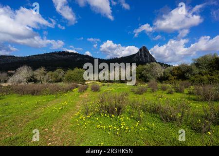 Puig de ses 355 Vers de mts, sierra de Galdent, Llucmajor, Majorque, Iles Baléares, Espagne, Europe. Banque D'Images