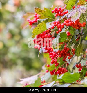 Baies rouges de viburnum sur les branches dans le jardin. Arrière-plan d'automne flou Banque D'Images