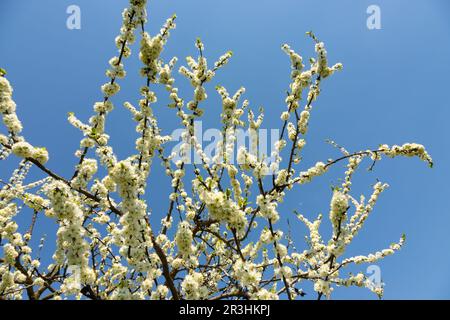 Foyer sélectif de belles branches de fleurs de prune sur l'arbre sous ciel bleu, belles fleurs Sakura pendant la saison de printemps dans le parc, Floral p Banque D'Images