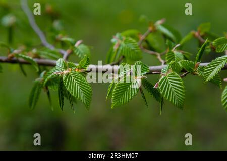 Feuille de charme au soleil. Branche de charme avec feuilles vertes fraîches. Magnifique fond vert naturel. Lames de ressort. Banque D'Images