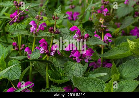 L'ortie sourde fleurit dans une forêt, Lamium purpueum. Fleurs violettes printanières avec des feuilles rapprochées. Banque D'Images