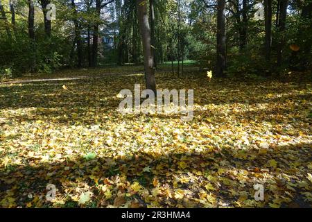 Acer platanoides, érable de Norvège, feuilles d'automne Banque D'Images
