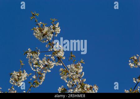 Foyer sélectif de belles branches de cerisiers en fleurs sur l'arbre sous ciel bleu, belles fleurs Sakura pendant la saison de printemps dans le parc, Floral Banque D'Images