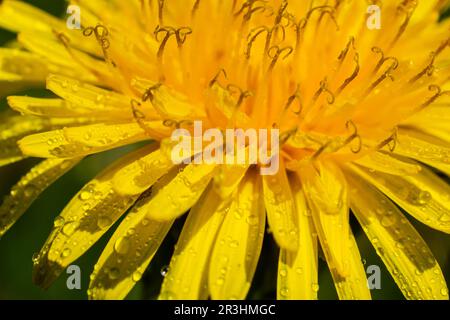 Pissenlit Taraxacum officinale comme une fleur de mur, est un artiste pionnier de la plante et de la survie qui peut également prospérer sur des routes de gravier. Magnifique débit de Taraxacum Banque D'Images