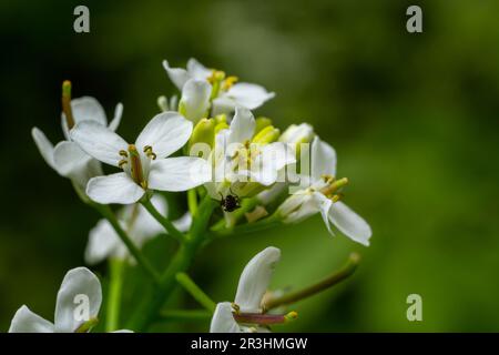 Fleurs de moutarde à l'ail Alliaria petiolata gros plan. Alliaria petiolata, ou moutarde à l'ail, est une plante à fleurs bisannuelle de la famille des moutarde Brassic Banque D'Images