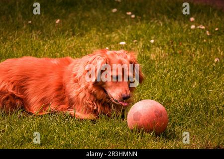 Un Golden Retriever Corgi joueur mélange avec son ballon bien-aimé Banque D'Images