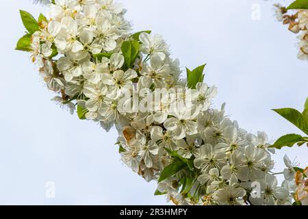 Foyer sélectif de belles branches de fleurs de prune sur l'arbre sous ciel bleu, belles fleurs Sakura pendant la saison de printemps dans le parc, Floral p Banque D'Images