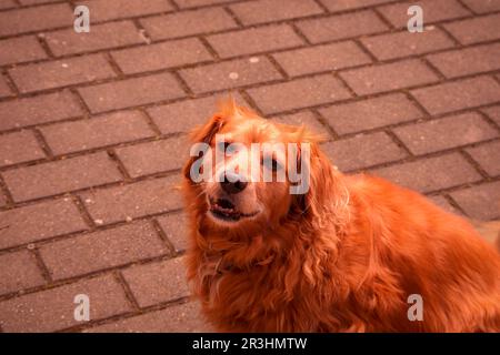 Un Golden Retriever Corgi joueur mélange avec son ballon bien-aimé Banque D'Images