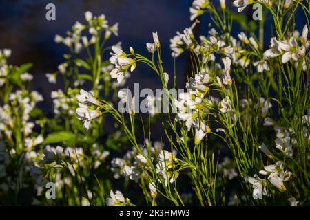 Cardamine amara, connue sous le nom de grande cresson amère. Forêt de printemps. fond floral d'une plante en fleurs. Banque D'Images