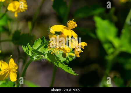 Macro photo de fleurs jaunes naturelles de celandine. Arrière-plan fleurs fleurs plante celandine. Banque D'Images