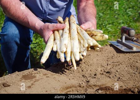 Asperges blanches coupées fraîches offertes comme gros plan dans les mains d'une main de récolte sur un champ à la lumière du matin Banque D'Images