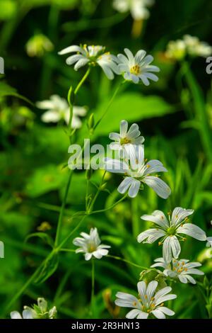 Stellaria holostea. Délicates fleurs de la forêt de l'herbe à chiche, Stellaria holostea ou Echte Sternmiere. fond floral. fleurs blanches sur un gr naturel Banque D'Images