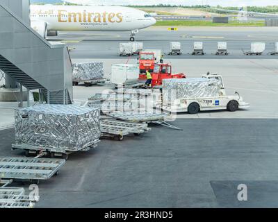 Gardermoen, Norvège - 22 août 2022: Palettes de saumon prêtes à être expédiées à l'aéroport d'Oslo, Gardermoen. La Norvège est le plus grand exportateur de saumon au monde Banque D'Images