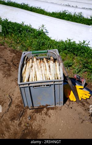 Asperges blanches fraîchement récoltées offertes en gros plan dans une boîte de récolte grise à un champ d'asperges avec des outils de récolte sur a s. Banque D'Images